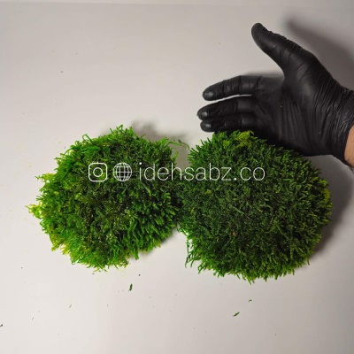 خرید خزه توپی شیت سبز تیره | Ball Sheet Moss
