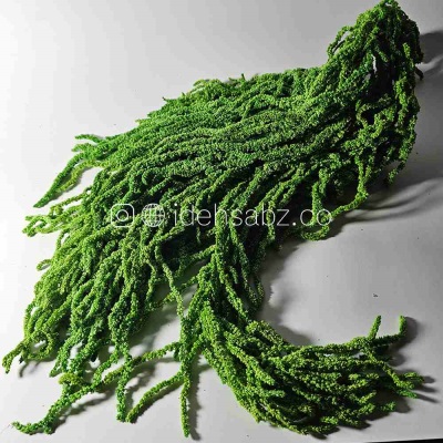 خرید آمارانتوس تثبیت شده سبز روشن | Amaranthus