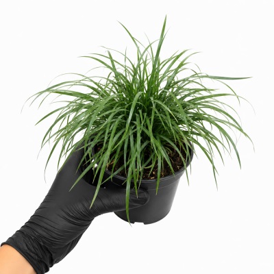 خرید چمن یال اسبی | mondo grass