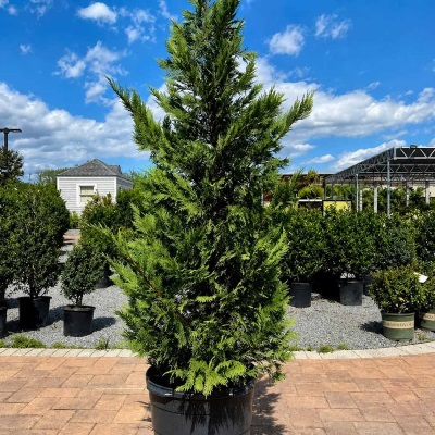 خرید درخت سرو لیلاندی در تهران | ایده سبز