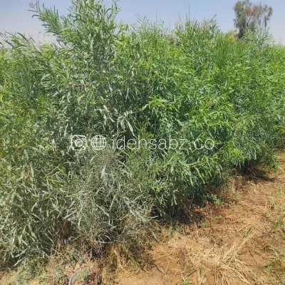 خرید نهال آکاسیا برگ بیدی | ایده سبز
