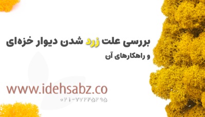 علت زرد شدن دیوار خزه ای چیست؟ | شرکت ایده سبز