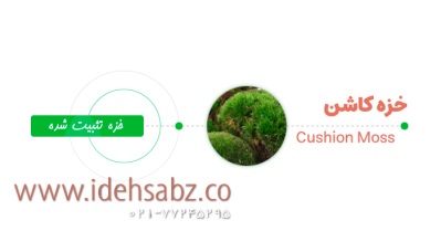 خزه کاشن {کاربرد + راهنمای خرید + قیمت} | شرکت ایده سبز