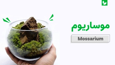 موساریوم | راهنمای کامل ساخت و نگهداری از آکواریوم‌ خزه‌ای | شرکت ایده سبز
