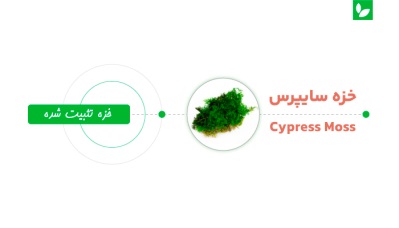 خزه سایپرس یا خزه سرو {Cypress Moss} | شرکت ایده سبز
