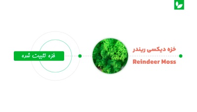 خزه دیکسی رندر | شرکت ایده سبز