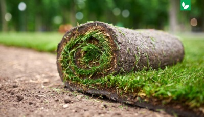 با چمن رولی طبیعی آشنا شوید 🌱 انواع چمن رولی + نحوه کاشت