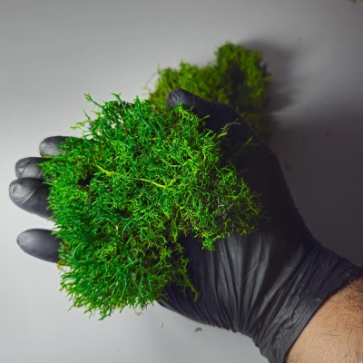 خرید خزه دیکسی ریندر سبز تیره | Reindeer Moss
