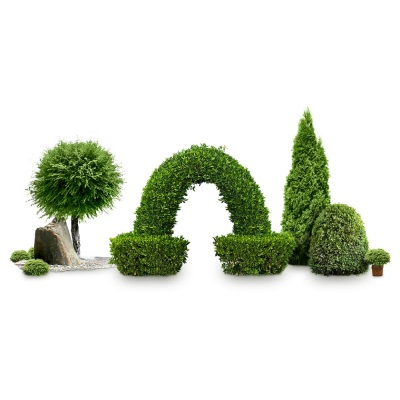 انواع گیاه فضای سبز در فروشگاه ایده سبز