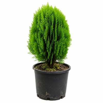 خرید درختچه کامیس پاریس 