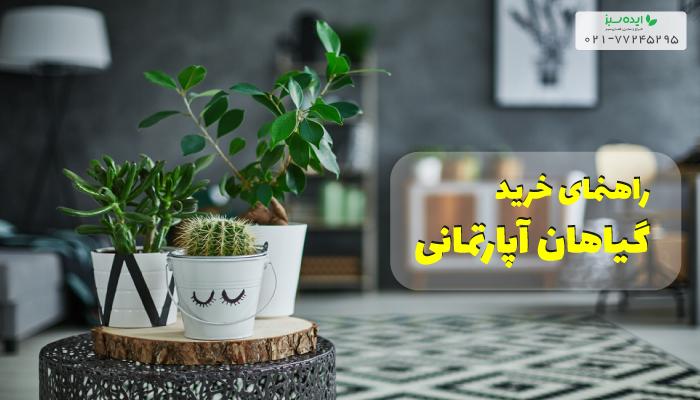 راهنمای خرید گیاهان آپارتمانی | شرکت ایده سبز