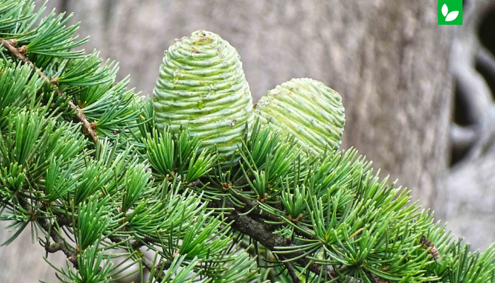 کاج سدروس 🌲 آشنایی با درخت سدروس + خرید