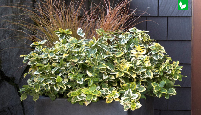 گیاه ورنیا در طراحی فضای سبز {euonymus fortunei} | شرکت ایده سبز