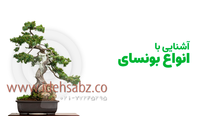 آشنایی با انواع بونسای در ایران و جهان | شرکت ایده سبز