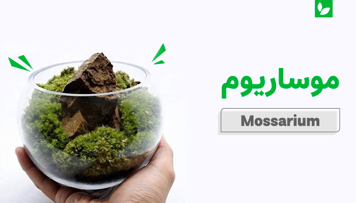 موساریوم | راهنمای کامل ساخت و نگهداری از آکواریوم‌ خزه‌ای | شرکت ایده سبز