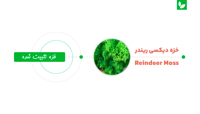 خزه دیکسی رندر | شرکت ایده سبز