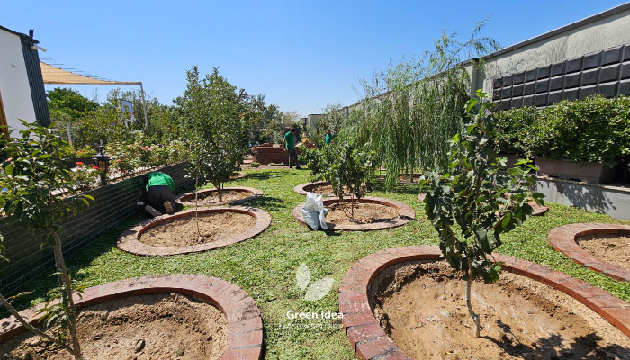 نمونه کار کاشت چمن دایکوندرا کردان
