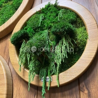 تابلو خزه ای ایده سبز | قطر 50 سانتی متر