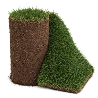 چمن فستوکا رولی