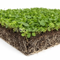 چمن دایکوندرا رولی