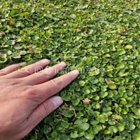 چمن آفریقایی رولی