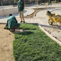 خرید چمن رولی فستوکا در تهران