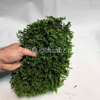 خرید خزه اسفگنوم سبز تیره | Sphagnum Moss