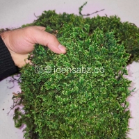 فروش خزه اسفاگنوم تثبیت شده