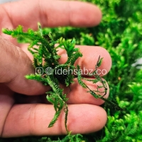 خزه اسفاگنوم چیست؟ | ?What is sphagnum moss