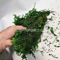 خرید خزه اسفاگنوم برای ساخت ماس وال | رنگ سبز تیره