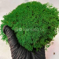 خرید خزه دیکسی ریندر تثبیت شده 