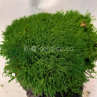 خرید خزه دیکسی ریندر برای ساخت ماس وال | رنگ سبز تیره