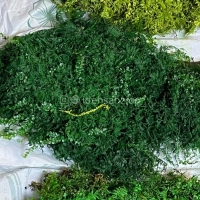 خزه سایپرس در رنگ سبز تیره