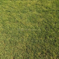 چمن طبیعی رولی فستوکا (چمن اسپرت)