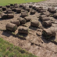 چمن طبیعی رولی فستوکا (چمن اسپرت)