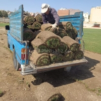 چمن طبیعی رولی فستوکا (چمن اسپرت)