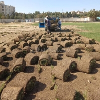 چمن طبیعی رولی فستوکا (چمن اسپرت)