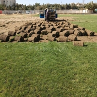 چمن طبیعی رولی فستوکا (چمن اسپرت)