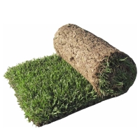چمن طبیعی رولی برموداگرس