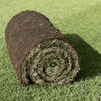چمن طبیعی رولی برموداگرس