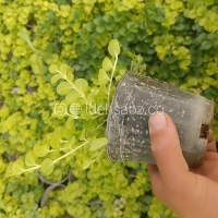 خرید چمن لیزوماکیا | گیاه لیزوماکیا