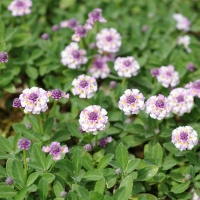 گیاه فیلا  Phyla nodiflora | چمن فیلا