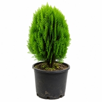 خرید درختچه کامیس پاریس 