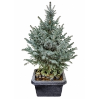 خرید درخت کاج نوئل آبی | کاج کریسمس