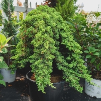 خرید درختچه کاج ستاره‌ای پیوندی