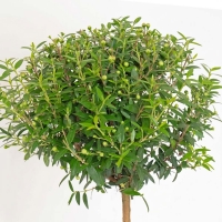 گیاه مورت پبوندی تک کله