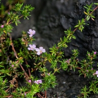 خرید چمن فرانکنیا 