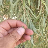 برگ شکننده درخت آکاسیا برگ بیدی