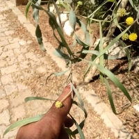 گل درخت آکاسیا برگ بیدی