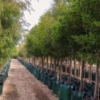 درخت آکاسیا برگ بیدی